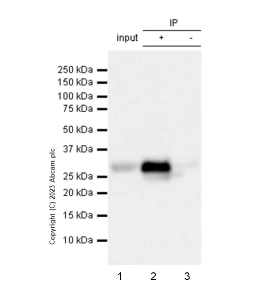Immunoprecipitation - Anti-RAB27A + RAB27B antibody [EPR27120-68] - BSA and Azide free (AB313576)