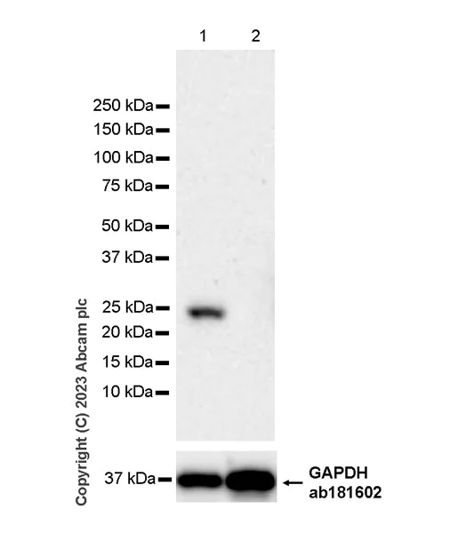 Western blot - Anti-RAB27A + RAB27B antibody [EPR27120-68] - BSA and Azide free (AB313576)