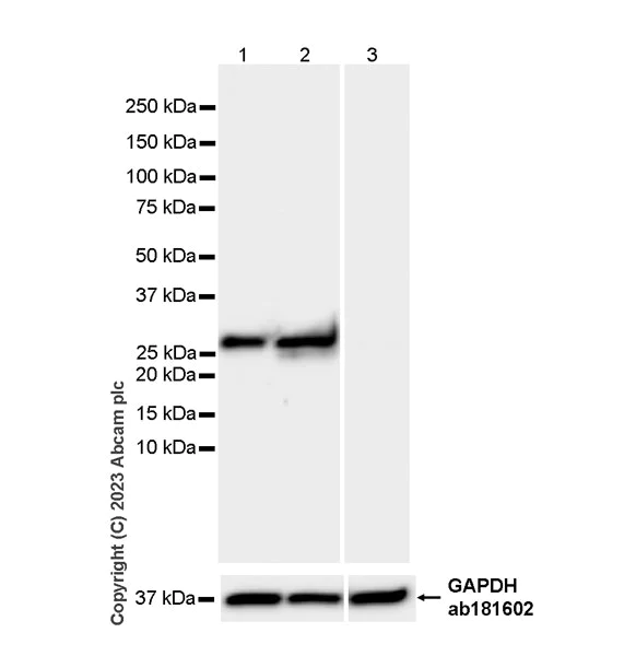 Western blot - Anti-RAB27A + RAB27B antibody [EPR27120-68] - BSA and Azide free (AB313576)