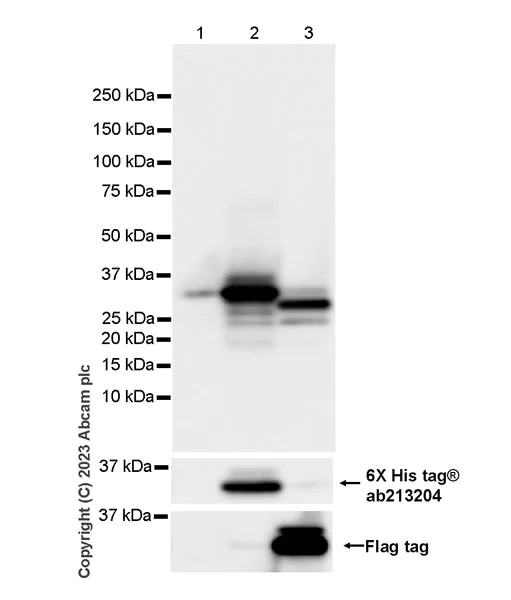 Western blot - Anti-RAB27A + RAB27B antibody [EPR27120-68] - BSA and Azide free (AB313576)