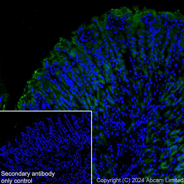 Immunohistochemistry (Frozen sections) - Anti-RAB27B antibody [EPR28647-29] (AB320640)