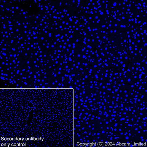 Immunohistochemistry (Frozen sections) - Anti-RAB27B antibody [EPR28647-29] (AB320640)
