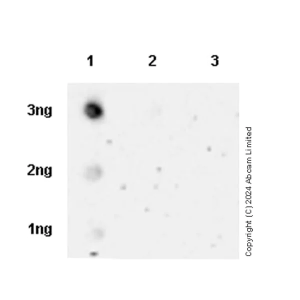 Dot Blot - Anti-RAB27B antibody [EPR28647-29] - BSA and Azide free (AB320641)