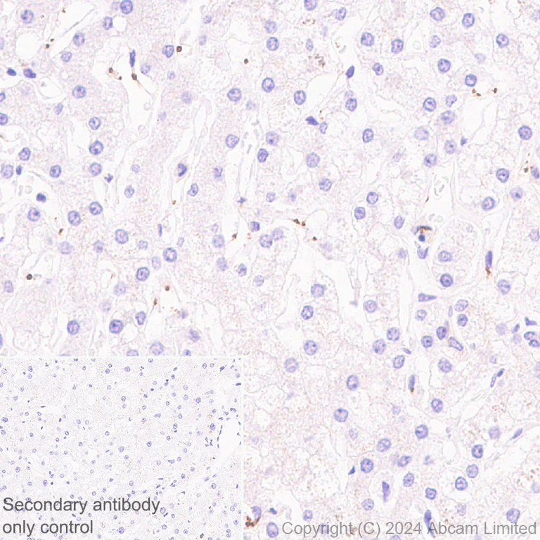 Immunohistochemistry (Formalin/PFA-fixed paraffin-embedded sections) - Anti-RAB27B antibody [EPR28647-29] - BSA and Azide free (AB320641)