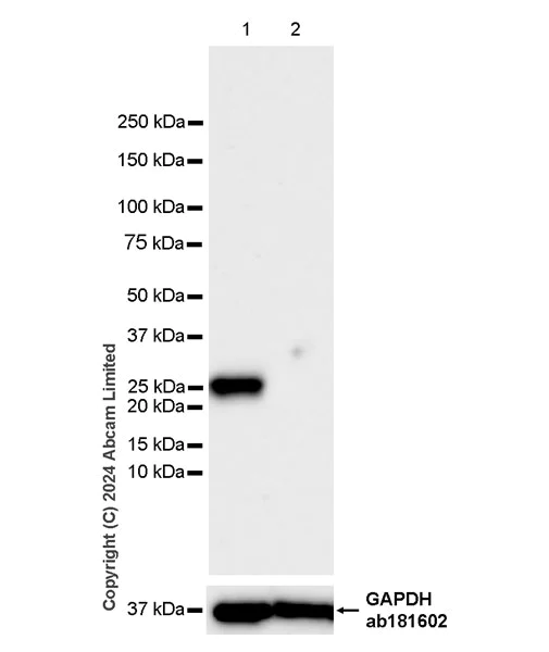 Western blot - Anti-RAB27B antibody [EPR28647-29] - BSA and Azide free (AB320641)