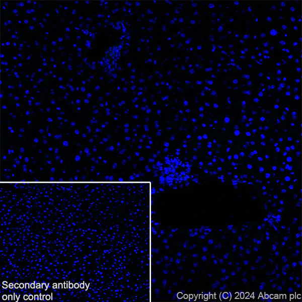 Immunohistochemistry (Frozen sections) - Anti-RAB27B antibody [EPR28647-45] (AB317264)