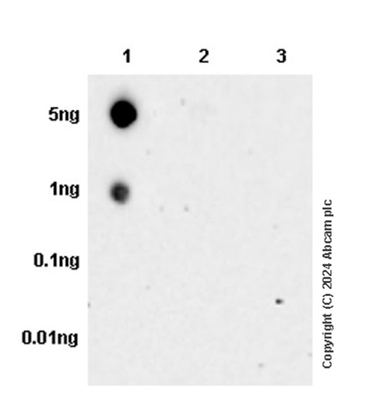Dot Blot - Anti-RAB27B antibody [EPR28647-45] - BSA and Azide free (ab317265), expandable thumbnail