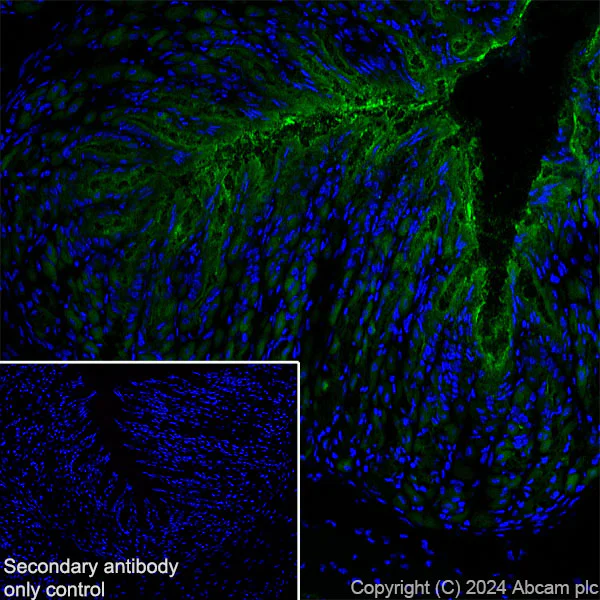 Immunohistochemistry (Frozen sections) - Anti-RAB27B antibody [EPR28647-45] - BSA and Azide free (AB317265)