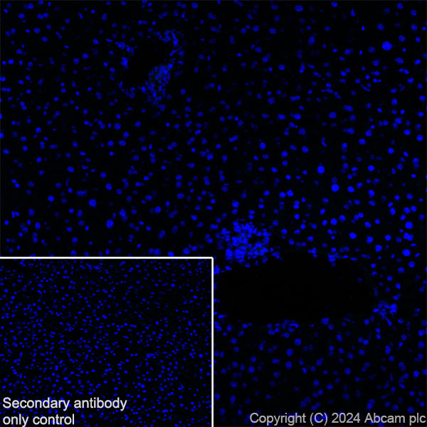 Immunohistochemistry (Frozen sections) - Anti-RAB27B antibody [EPR28647-45] - BSA and Azide free (ab317265), expandable thumbnail