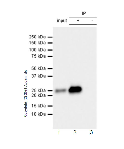 Immunoprecipitation - Anti-RAB27B antibody [EPR28647-45] - BSA and Azide free (ab317265), expandable thumbnail
