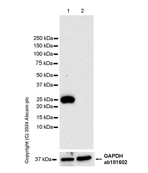 Western blot - Anti-RAB27B antibody [EPR28647-45] - BSA and Azide free (ab317265), expandable thumbnail