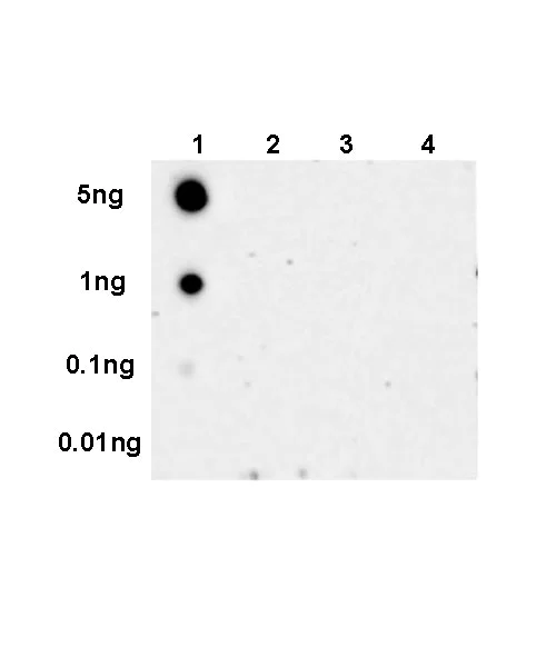 Dot Blot - Anti-RAB29 (phospho S72) antibody [EPR25173-80] - BSA and Azide free (AB302703)