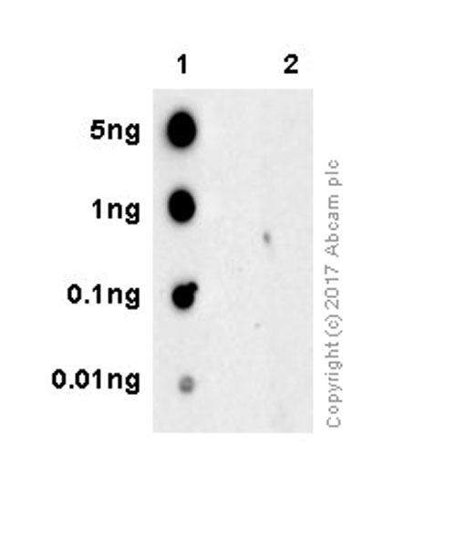 Dot Blot - Anti-RAB29 (phospho T71) antibody [MJF-R24-17-1] - BSA and Azide free (AB243289), expandable thumbnail