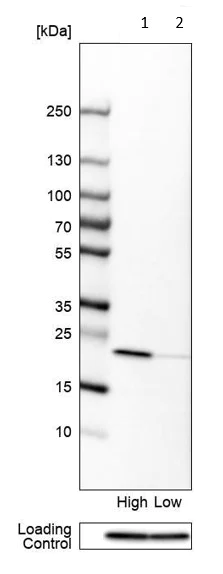 Western blot - Anti-RAB31 antibody - C-terminal (AB224421)