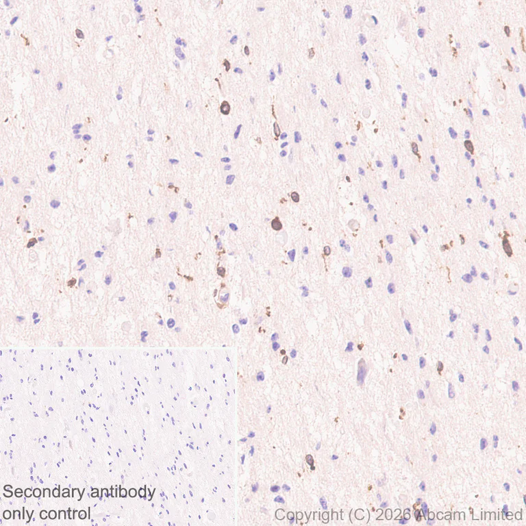 Immunohistochemistry (Formalin/PFA-fixed paraffin-embedded sections) - Anti-RAB32 antibody [EPR30866-551] (AB327057)
