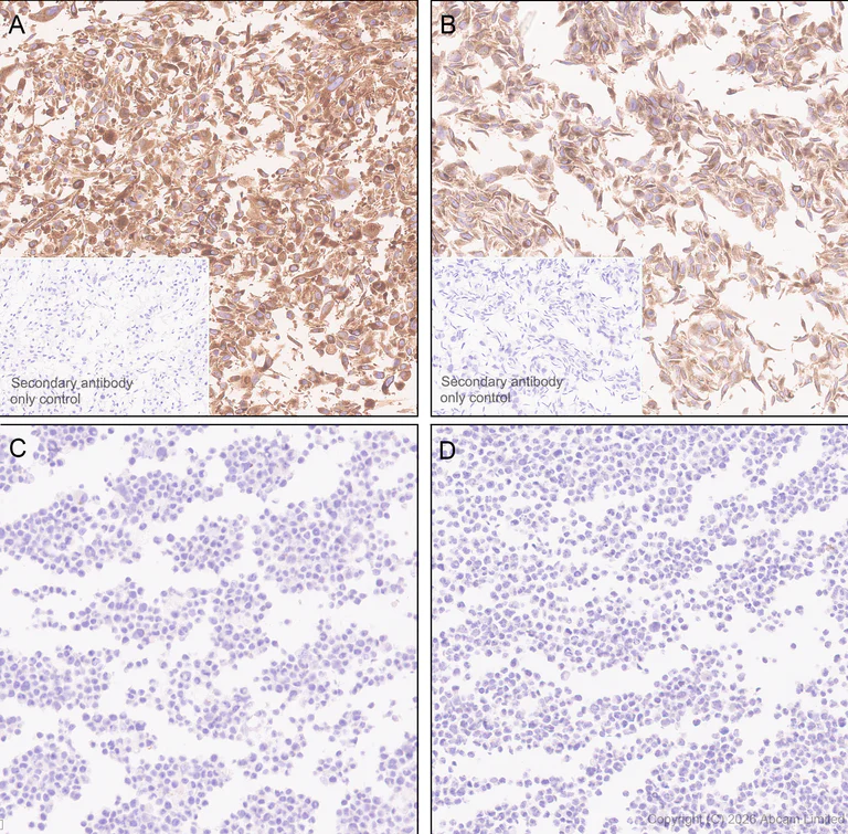 Immunohistochemistry (Formalin/PFA-fixed paraffin-embedded sections) - Anti-RAB32 antibody [EPR30866-551] (AB327057)