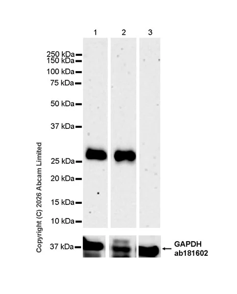 Western blot - Anti-RAB32 antibody [EPR30866-551] (AB327057)