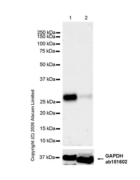 Western blot - Anti-RAB32 antibody [EPR30866-551] (AB327057)