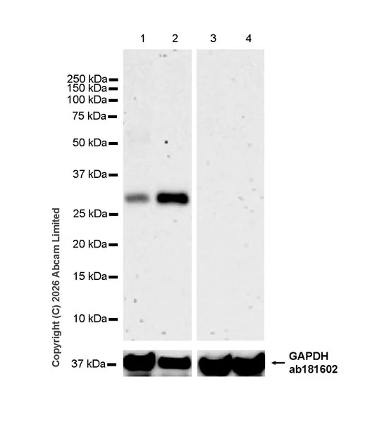 Western blot - Anti-RAB32 antibody [EPR30866-577] (AB327059)