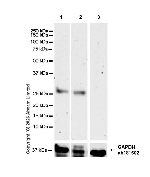 Western blot - Anti-RAB32 antibody [EPR30866-577] (AB327059)