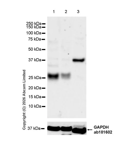 Western blot - Anti-RAB32 antibody [EPR30866-577] (AB327059)
