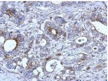 Immunohistochemistry (Formalin/PFA-fixed paraffin-embedded sections) - Anti-RAB33B antibody (AB155679)