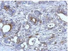Immunohistochemistry (Formalin/PFA-fixed paraffin-embedded sections) - Anti-RAB33B antibody (AB155679)