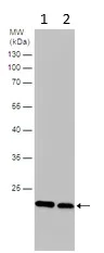 Western blot - Anti-RAB33B antibody (AB155679)