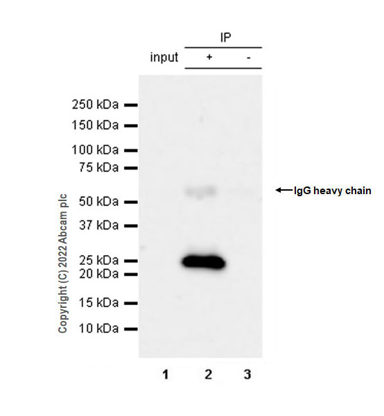 Immunoprecipitation - Anti-RAB35 antibody [EPR24487-21] (AB300116)