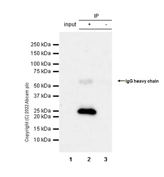 Immunoprecipitation - Anti-RAB35 antibody [EPR24487-21] (BSA and Azide free) (AB300117)