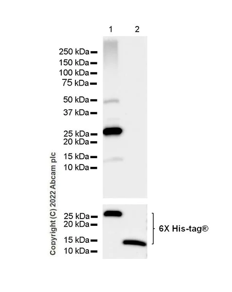 Western blot - Anti-RAB35 antibody [EPR24487-21] (BSA and Azide free) (AB300117)