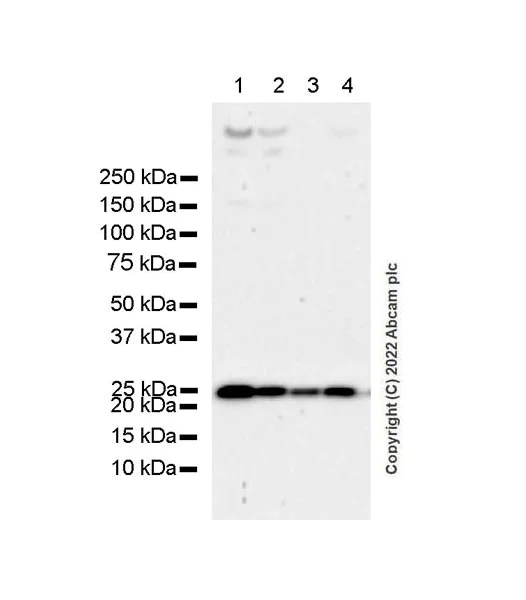 Western blot - Anti-RAB35 antibody [EPR24487-21] (BSA and Azide free) (AB300117)