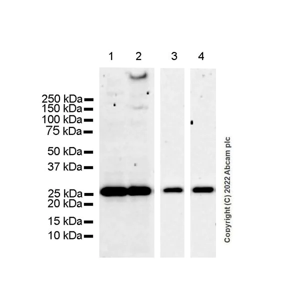 Western blot - Anti-RAB35 antibody [EPR24487-21] (BSA and Azide free) (AB300117)