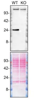 Western blot - Anti-RAB35 antibody [EPR24487-21] (BSA and Azide free) (AB300117)