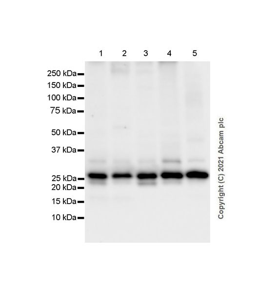 Western blot - Anti-RAB35 antibody [MJF-R34-25] (AB288567), expandable thumbnail