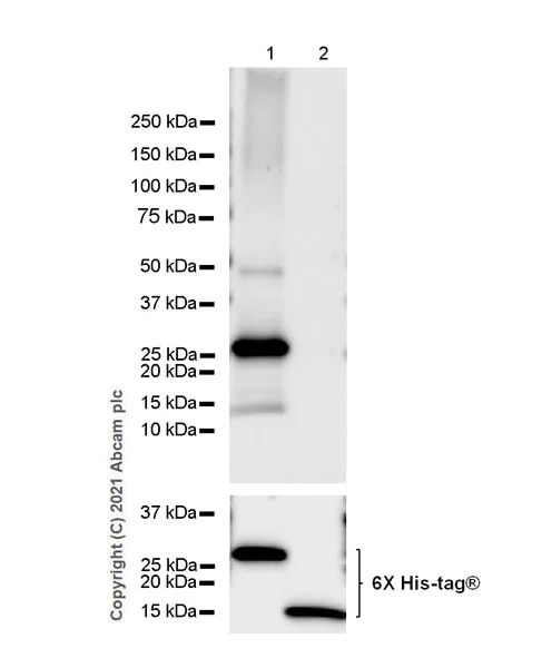 Western blot - Anti-RAB35 antibody [MJF-R34-25] - BSA and Azide free (AB288576)