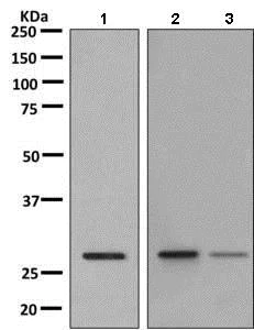 Western blot - Anti-RAB38 antibody [EPR9427] - BSA and Azide free (AB249211)