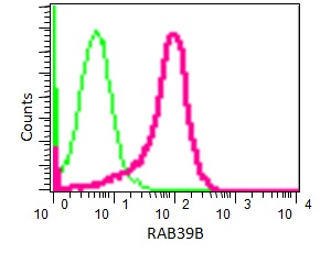 Flow Cytometry (Intracellular) - Anti-RAB39B antibody [EPR9651] (AB154826)