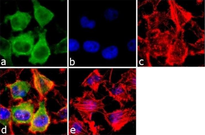 Anti-Rab3A antibody