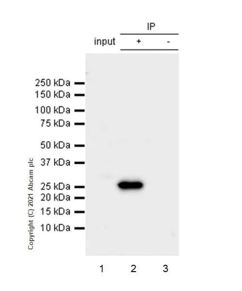 Immunoprecipitation - Anti-Rab3A antibody [EPR24450-44] (AB285163)