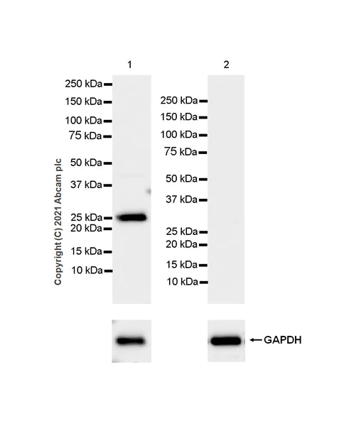 Western blot - Anti-Rab3A antibody [EPR24450-44] (AB285163)