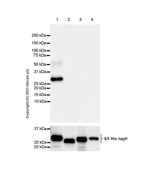 Western blot - Anti-Rab3A antibody [EPR24450-44] (AB285163)