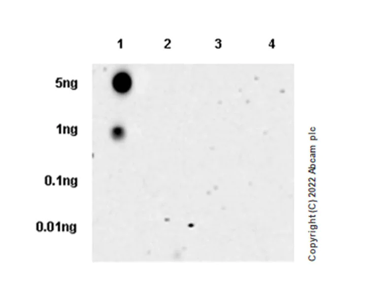 Dot Blot - Anti-Rab3A antibody [EPR26022-9] (AB302518)