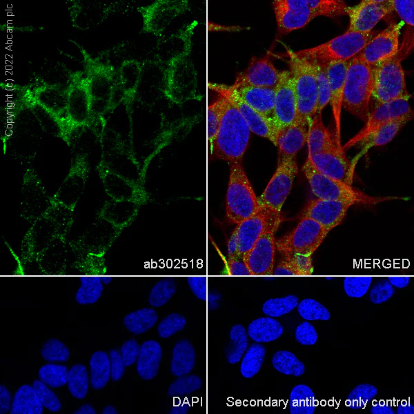 Immunocytochemistry - Anti-Rab3A antibody [EPR26022-9] (AB302518)