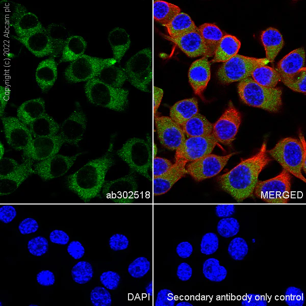 Immunocytochemistry - Anti-Rab3A antibody [EPR26022-9] (AB302518)