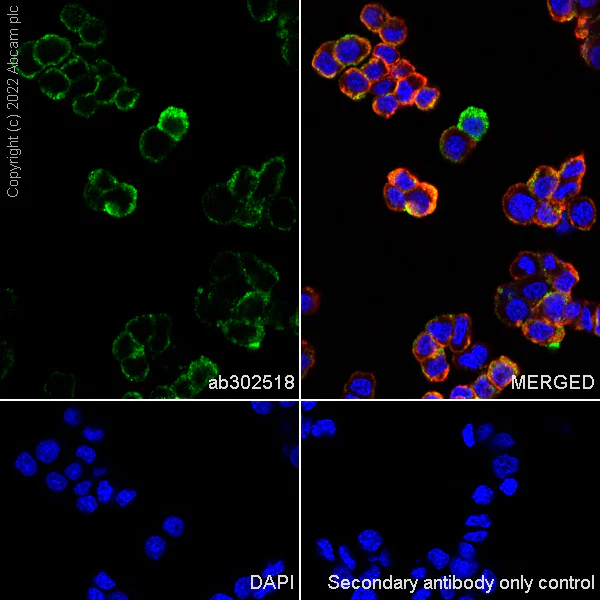 Immunocytochemistry - Anti-Rab3A antibody [EPR26022-9] (AB302518)