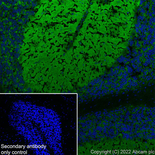 Immunohistochemistry (Frozen sections) - Anti-Rab3A antibody [EPR26022-9] (AB302518)
