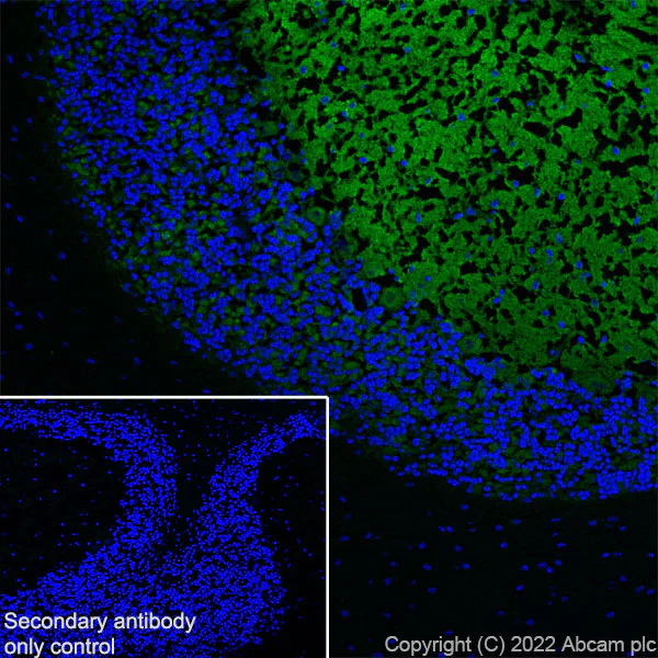 Immunohistochemistry (Frozen sections) - Anti-Rab3A antibody [EPR26022-9] (AB302518)