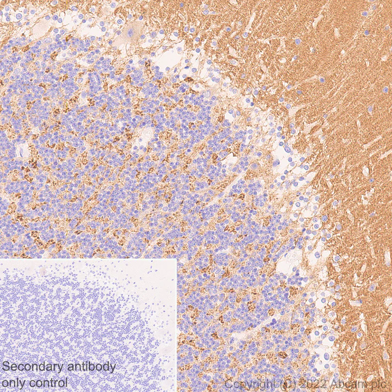 Immunohistochemistry - Anti-Rab3A antibody [EPR26022-9] (AB302518)