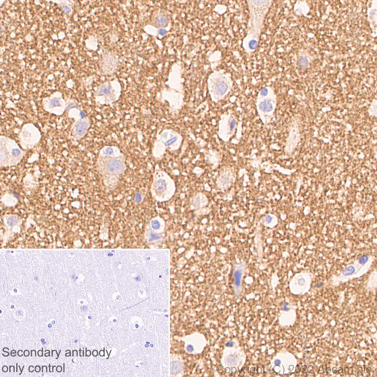 Immunohistochemistry - Anti-Rab3A antibody [EPR26022-9] (AB302518)